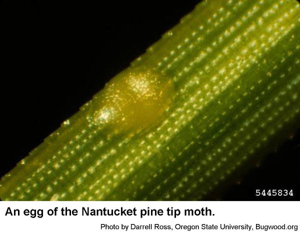 Nantucket pine tip moth egg